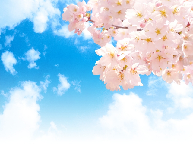 桜