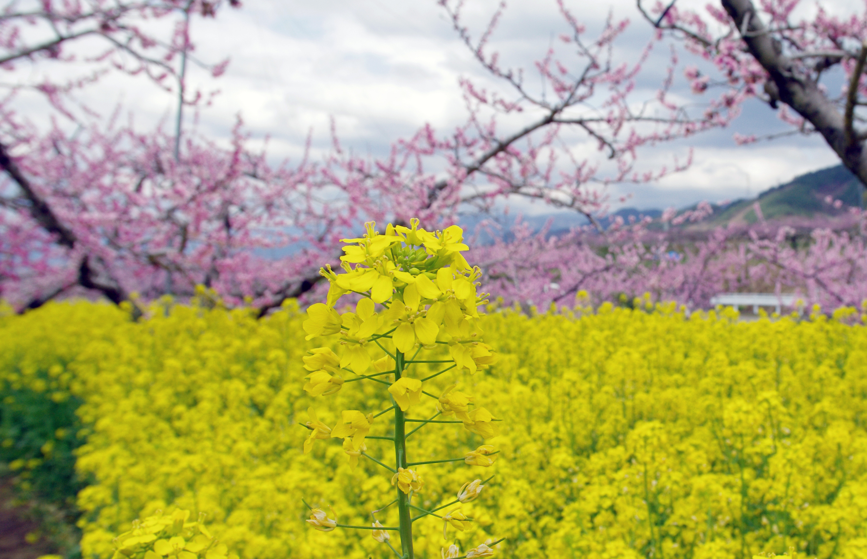 菜の花