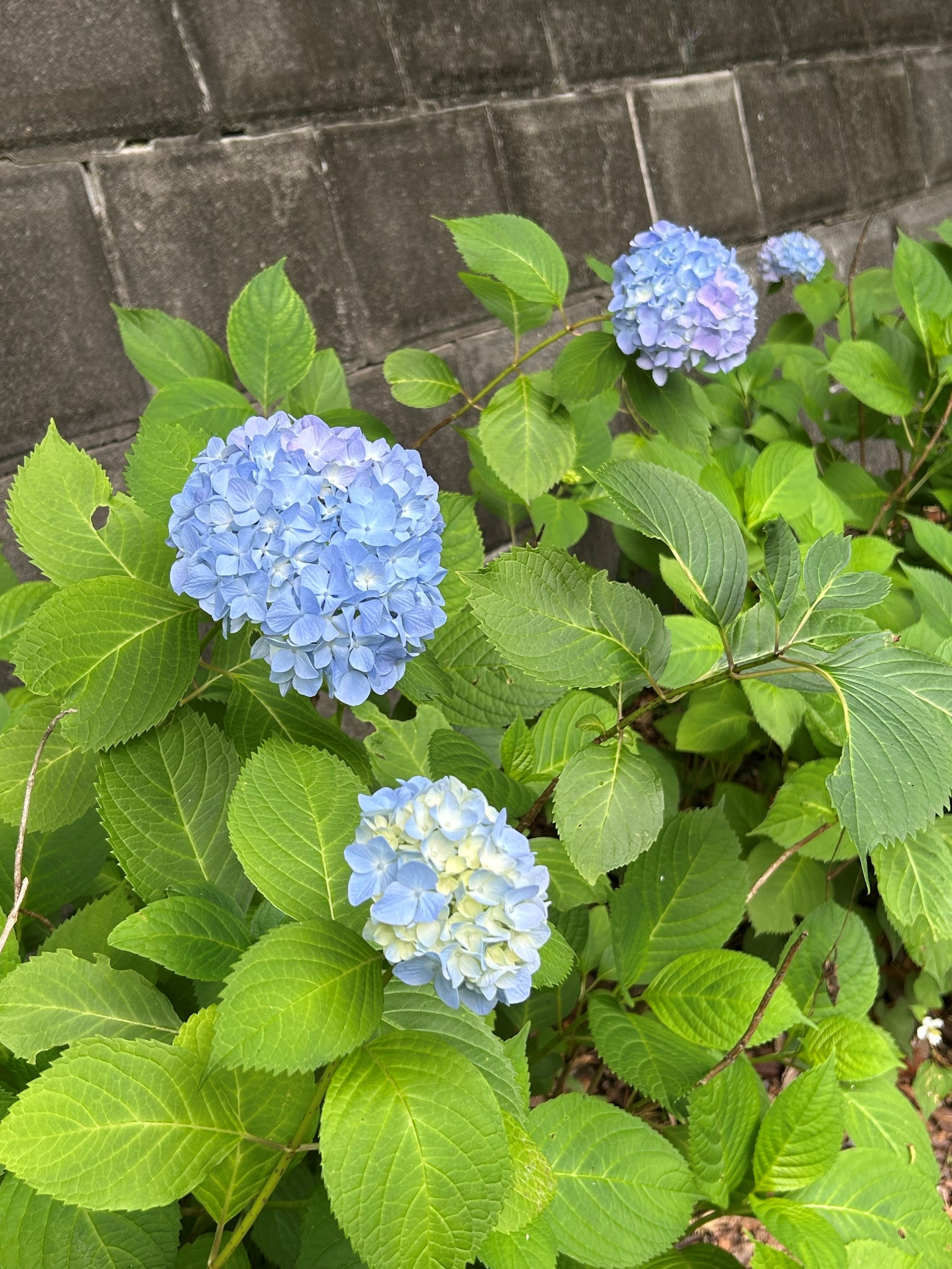 otome