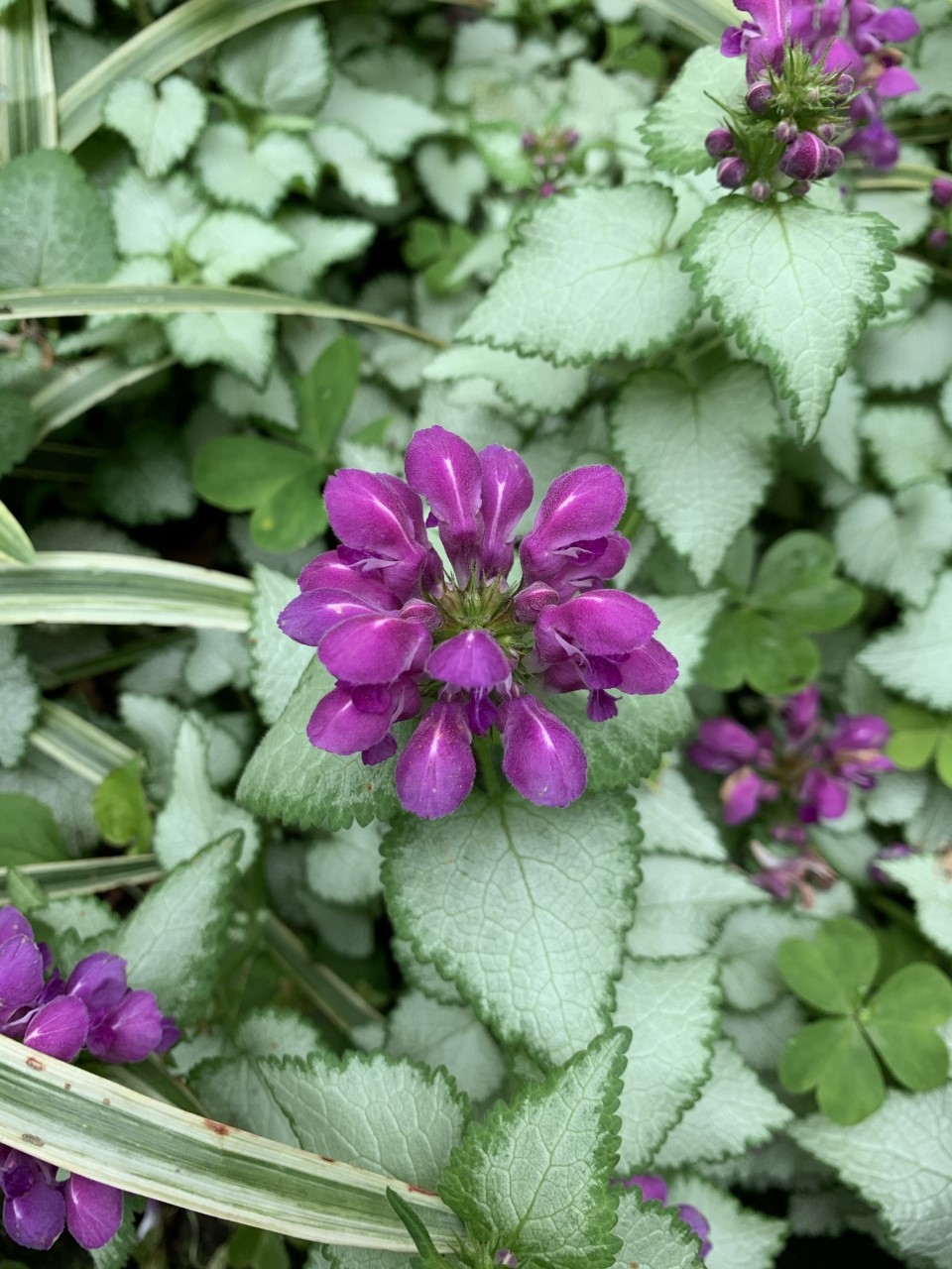 紫の花