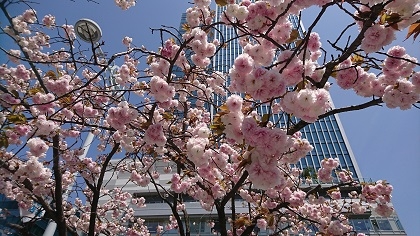 都会の桜