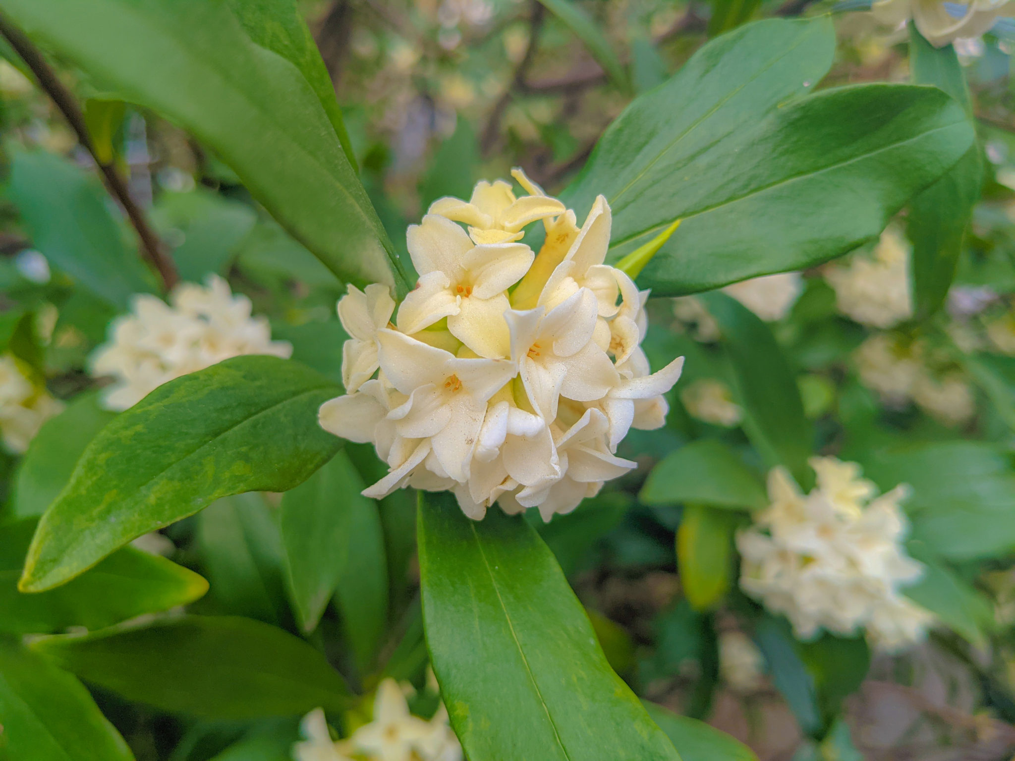 沈丁花