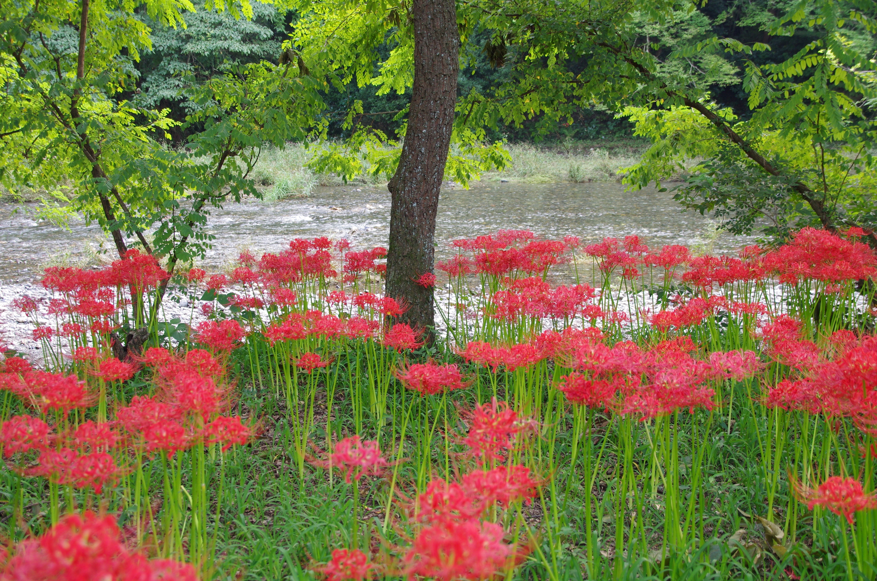 higanbana