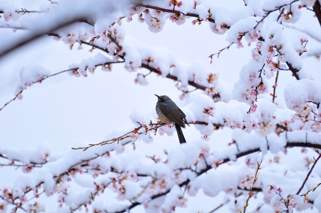 雪桜