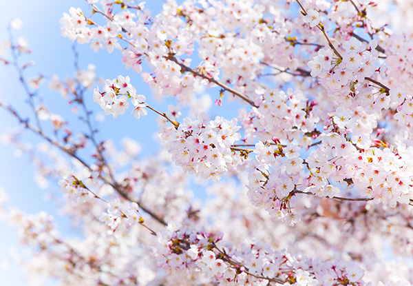 桜