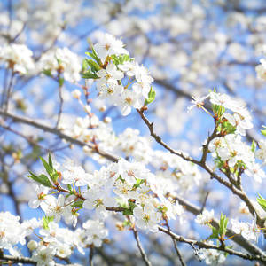 葉桜