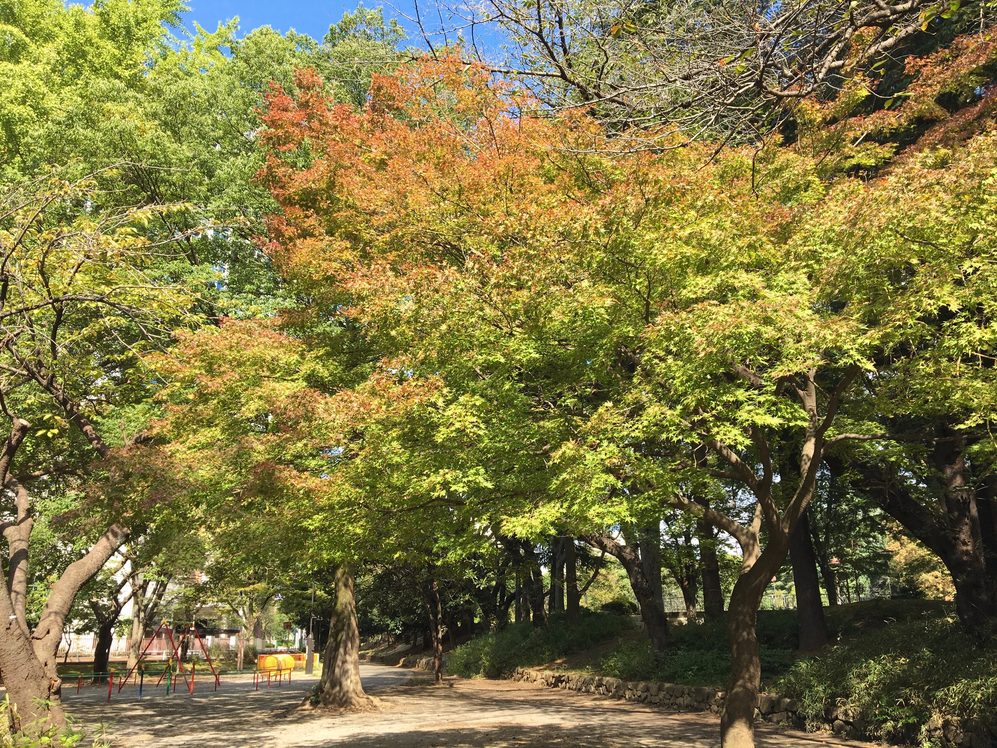 少し紅葉が始まりました