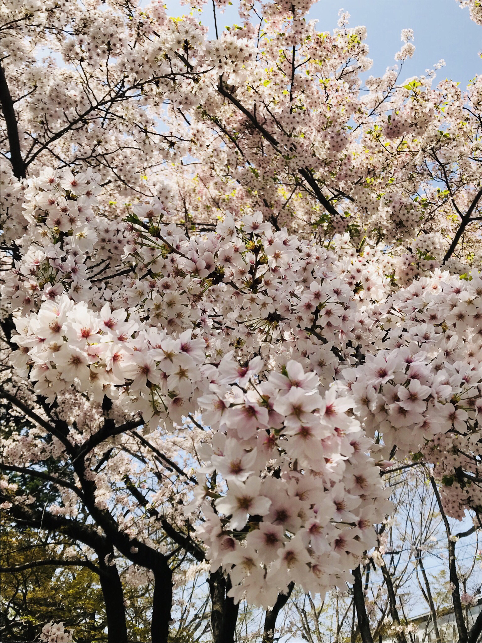 sakura