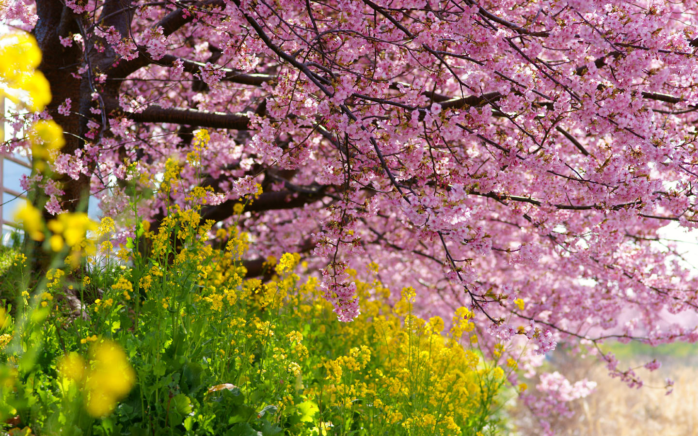 桜と菜の花