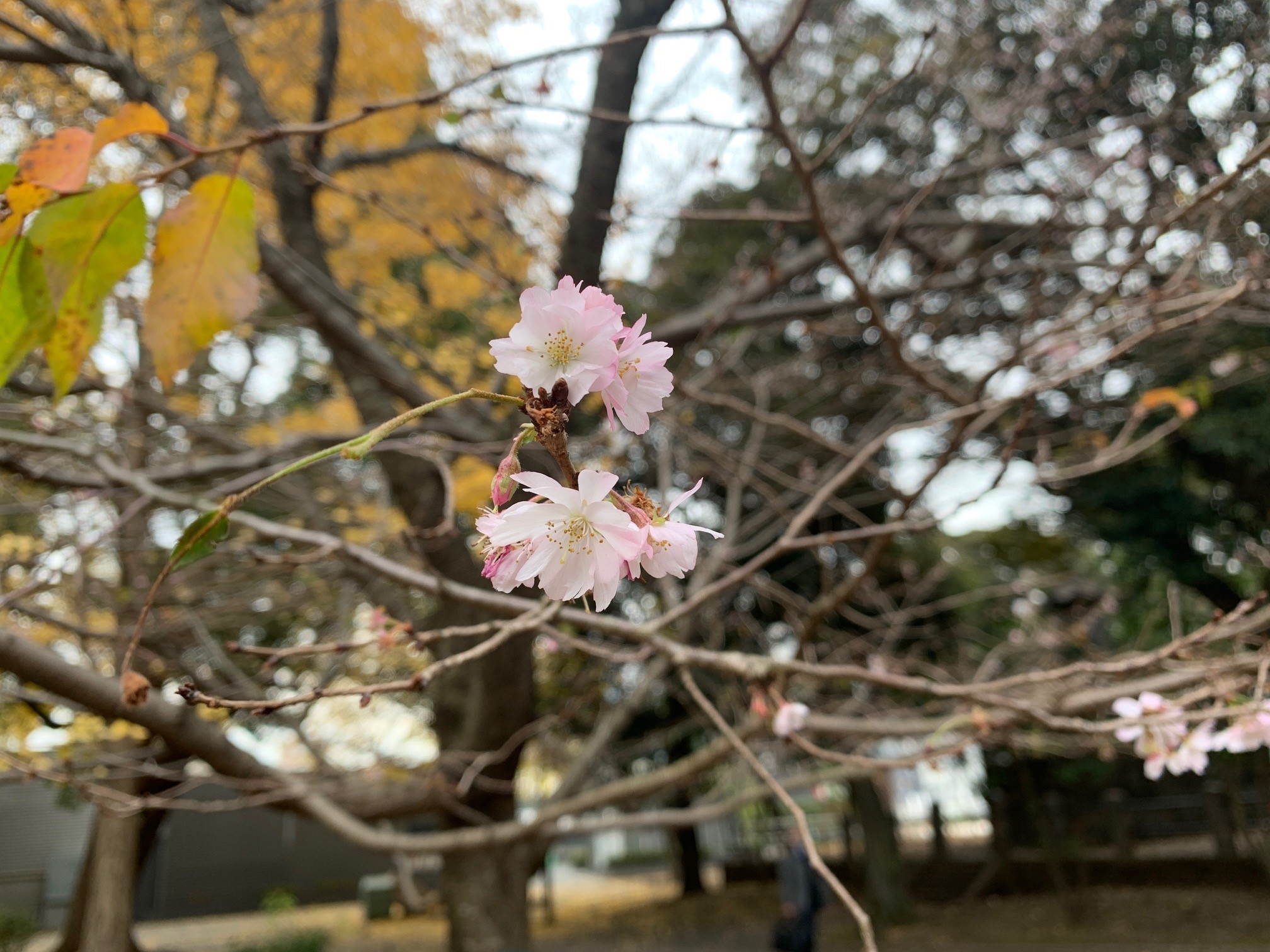 寒桜